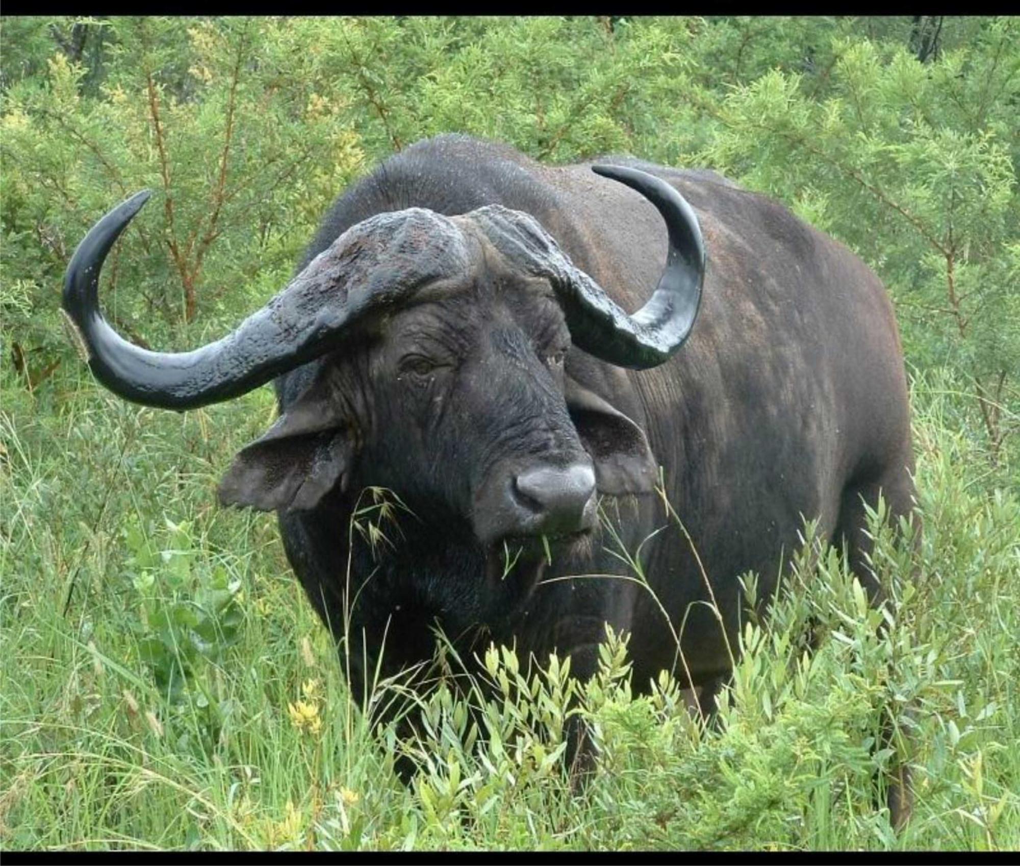 Leopard Mountain Safari Lodge Manyoni Private Game Reserve Экстерьер фото