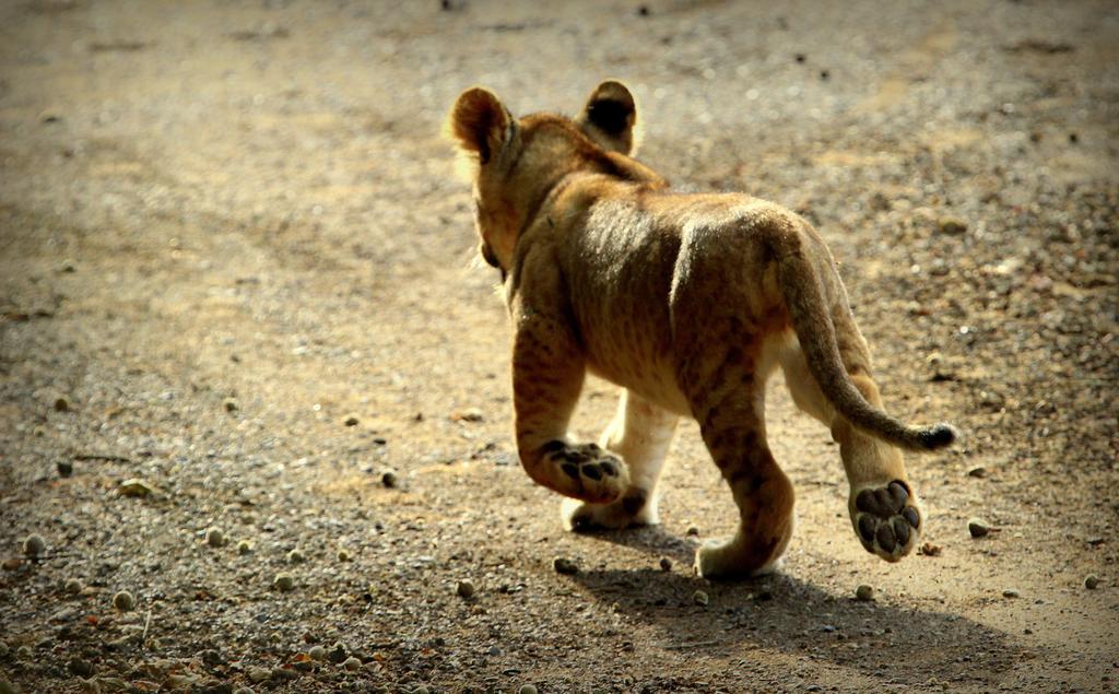 Leopard Mountain Safari Lodge Manyoni Private Game Reserve Экстерьер фото