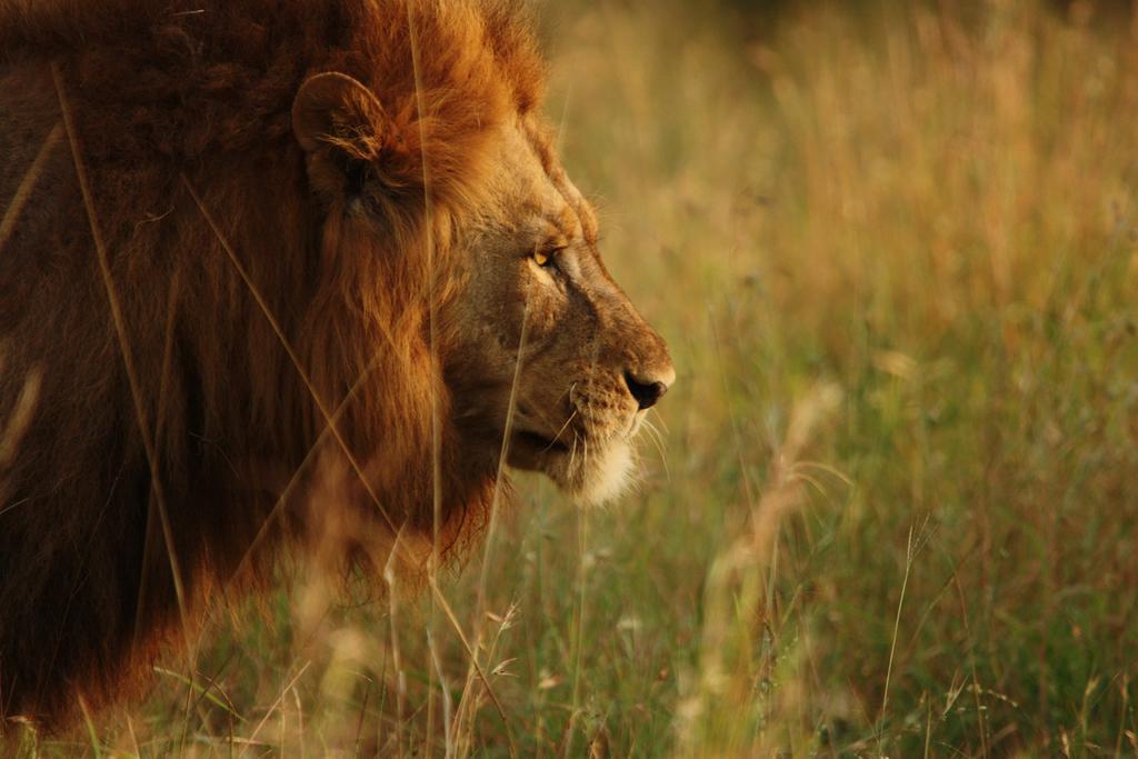 Leopard Mountain Safari Lodge Manyoni Private Game Reserve Экстерьер фото