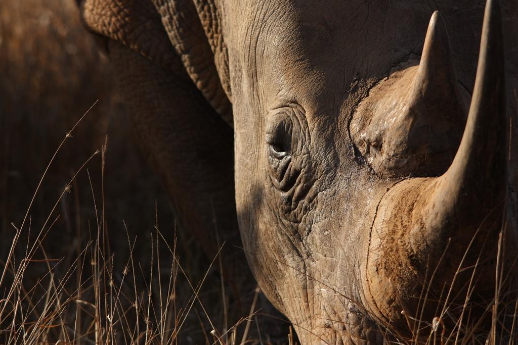 Leopard Mountain Safari Lodge Manyoni Private Game Reserve Экстерьер фото