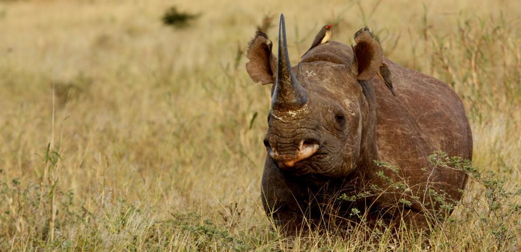 Leopard Mountain Safari Lodge Manyoni Private Game Reserve Экстерьер фото